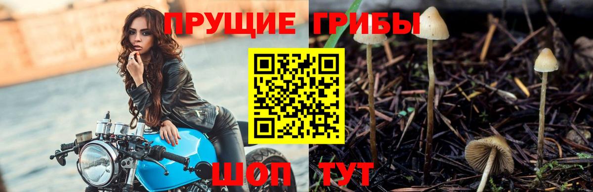 Благовещенск  Псилоцибиновые грибы Magic Shrooms  где продают наркотики  Вход с VPN 